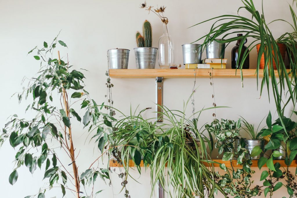 How Can Plants Help Mental Health? Affinity Luxury Lifestyle Magazine